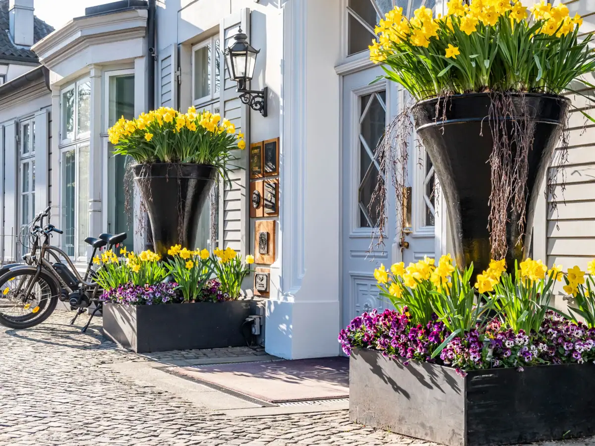 Entrance to the Hotel Louis C. Jacob with daffodils.