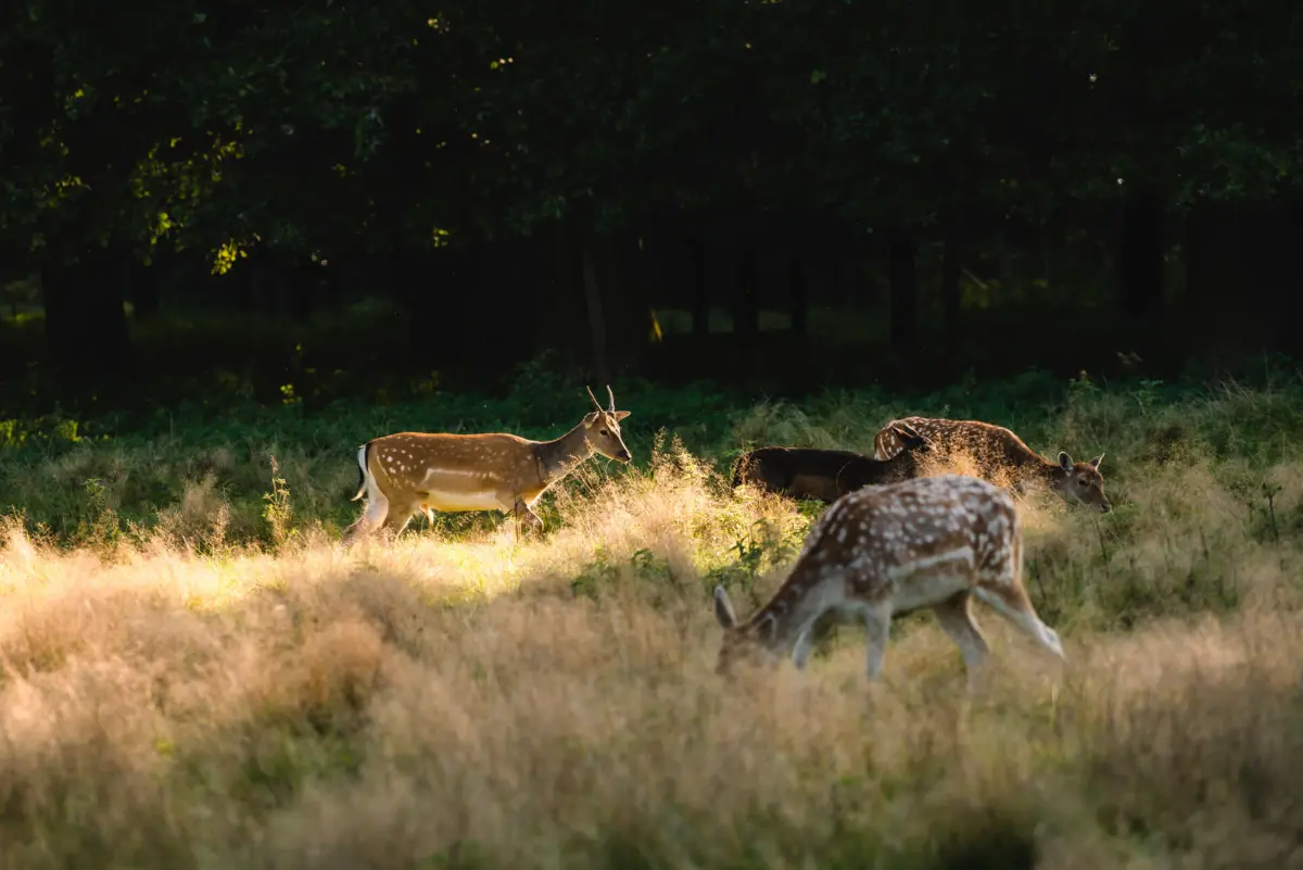 Eine Gruppe von Rehen auf einer Wiese im Hirschpark.