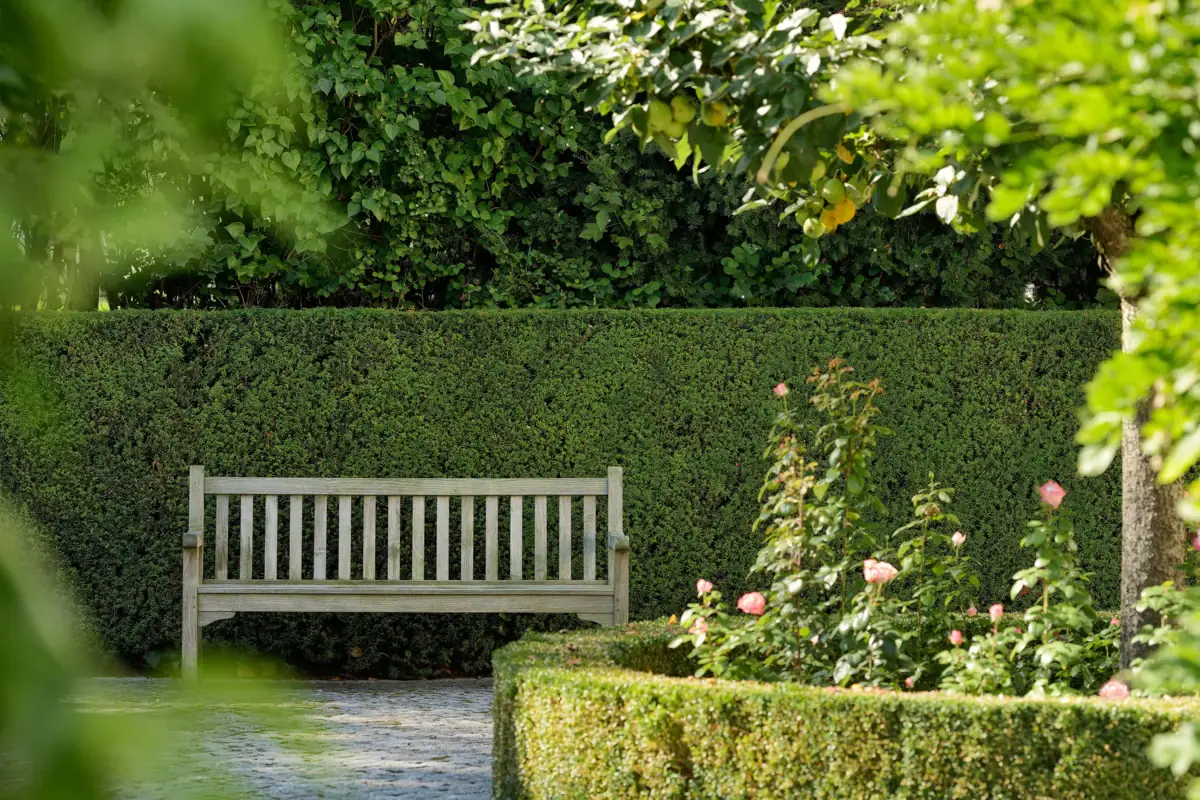 A wooden bench in a garden with plants and trees.