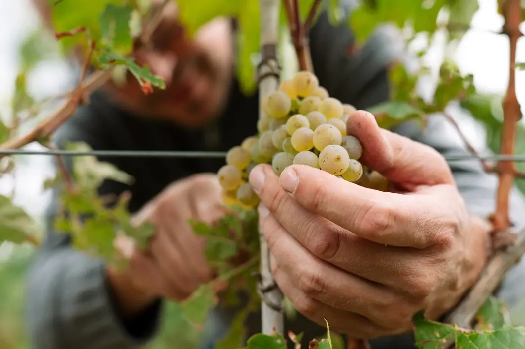 Partner Winery aja A person is holding a bunch of grapes in a vineyard in the Palatinate.