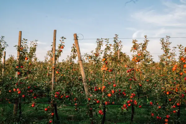 Apfelplantage im Alten Land bei Hamburg.
